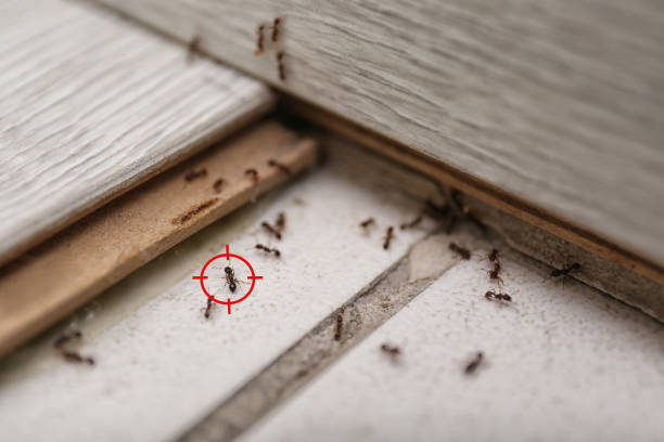Best Best Pest Control Companies  in Gautier, MS